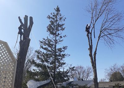 Service d'émondages, élagage, essouchage, déboisement, plantation, taille de haie et abattage d'arbre à Longueuil, Brossard, Boucherville et sur la Rive-Sud / Clavette-Emondage-Inc.