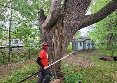 Service d'émondages, élagage, essouchage, déboisement, plantation, taille de haie et abattage d'arbre à Longueuil, Brossard, Boucherville et sur la Rive-Sud / Clavette-Emondage-Inc.