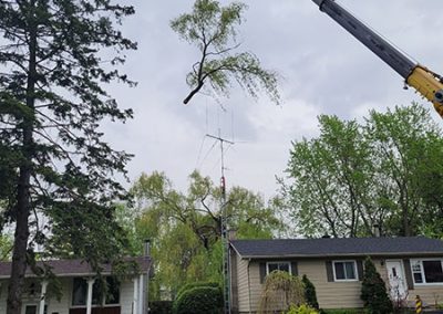 Service d'émondages, élagage, essouchage, déboisement, plantation, taille de haie et abattage d'arbre à Longueuil, Brossard, Boucherville et sur la Rive-Sud / Clavette-Emondage-Inc.