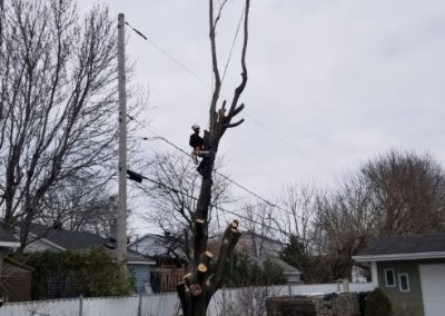 Abattage-arbre-et-coupe-arbre-Boucherville-Clavette-Emondage-inc