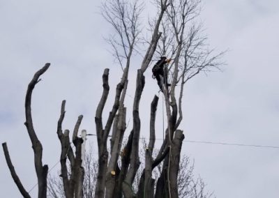 Abattage-arbre-et-coupe-arbre-dans-la-Rive-sud-Clavette-Emondage-inc