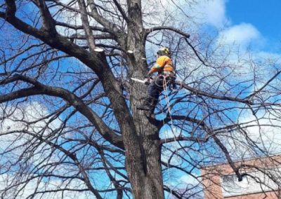 Dessouchage-arbre-et-essouchage-arbre-Longeuil-Clavette-Emondage-inc