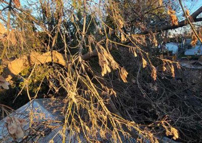 Service d'émondages, élagage, essouchage, déboisement, plantation, taille de haie et abattage d'arbre à Longueuil, Brossard, Boucherville et sur la Rive-Sud / Clavette-Emondage-Inc.